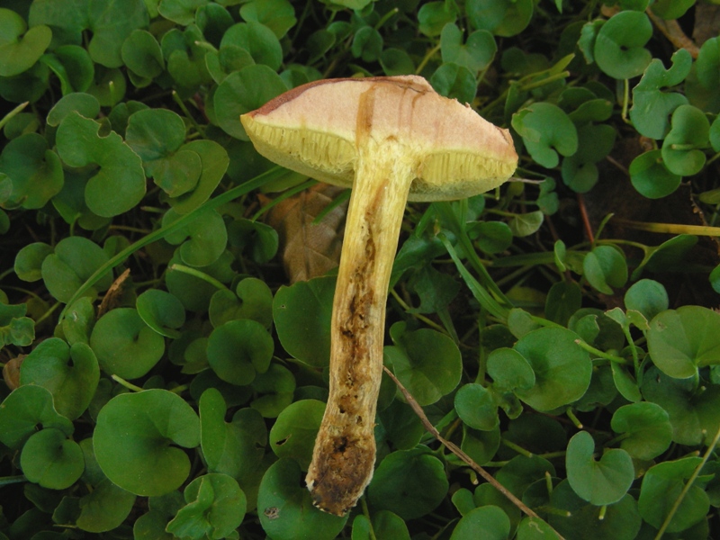 Giro nelle aiuole di medicina